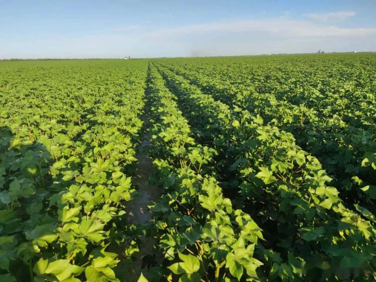 棉花膜下滴灌高产原理及栽培技术研究