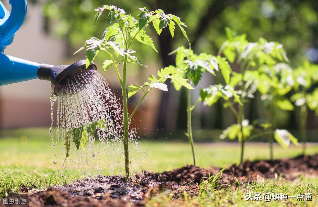 菊花种植技术及效益_菊花种植最新技术与管理_最新菊花种植技术