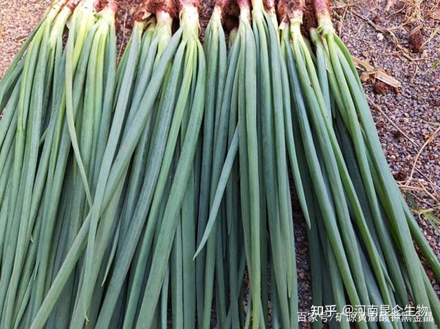 葱种植技术和种植时间视频_麦葱的种植_麦茬葱的种植技术视频