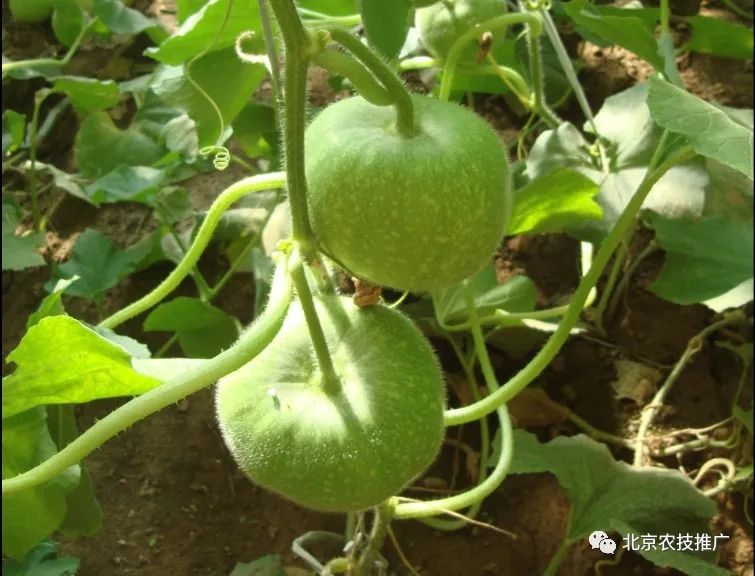 胡萝卜种植技术视频讲座_北京胡萝卜种植技术_萝卜种植方案