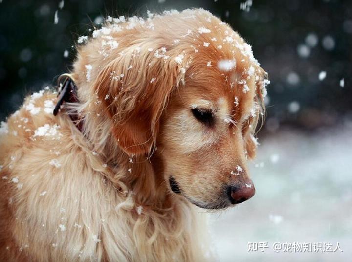 冬季，饲养金毛犬，主人要做好这几点！