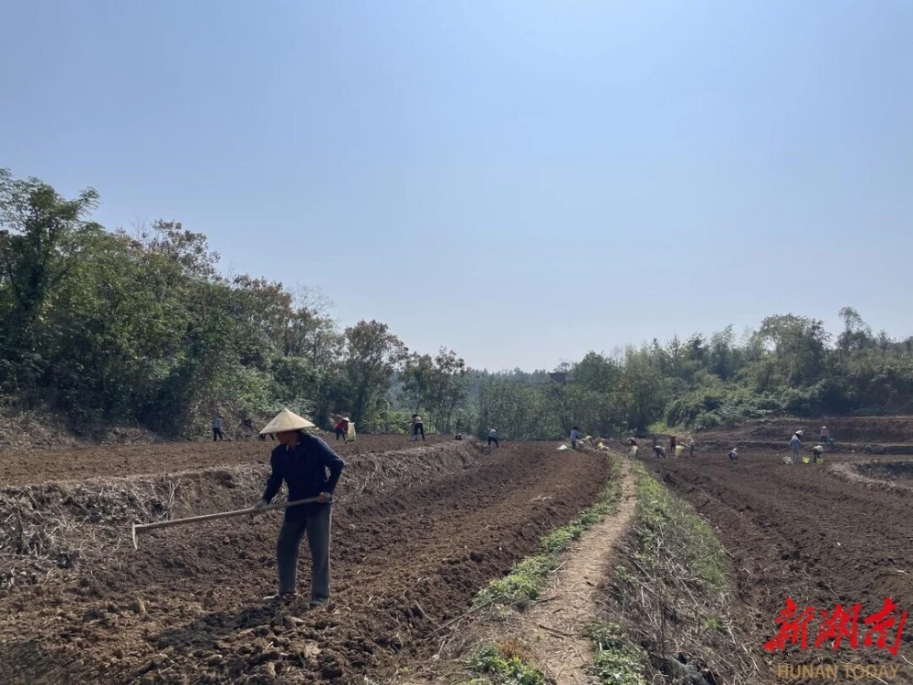 祁阳大村甸镇：荒山旱土种药材 增收致富有“良方”