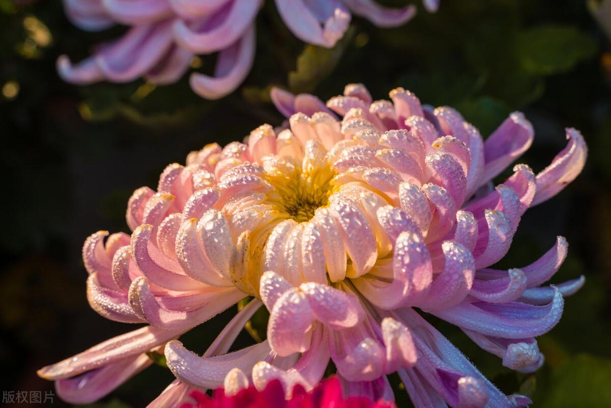 最新菊花种植技术_菊花种植最新技术视频_菊花种植最新技术与管理