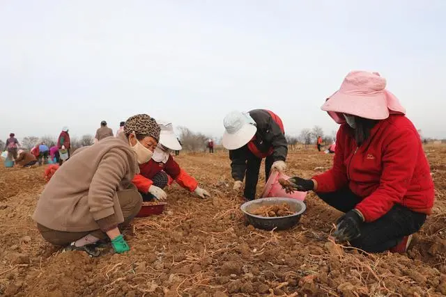 甘肃正宁县：种好中药材 开出“致富方”