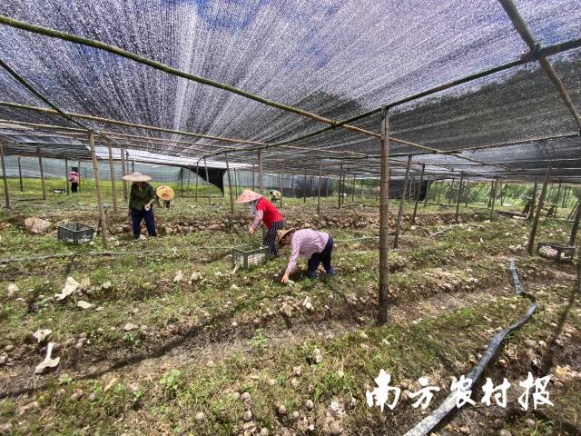 竹林种植致富_致富竹林种植方法_种植竹林收益