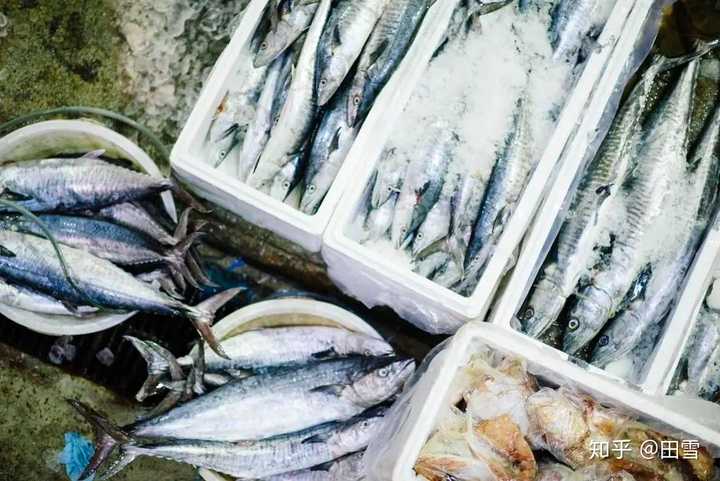 罗 鱼海水养殖技术_海水鱼养殖技术视频_养殖海水鱼和淡水鱼的方法