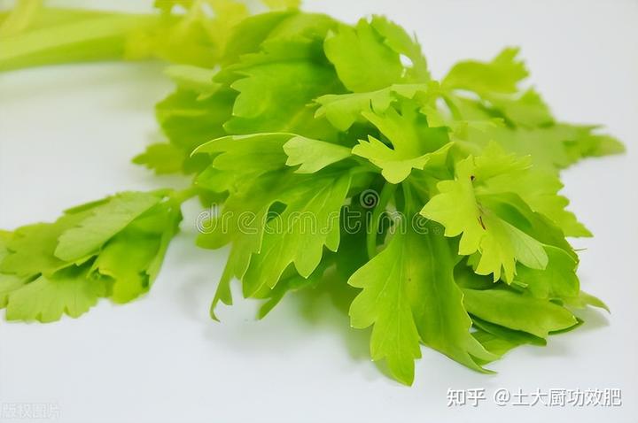 芹菜种植视频教程_芹菜种植技术和管理视频_白芹菜的种植技术视频