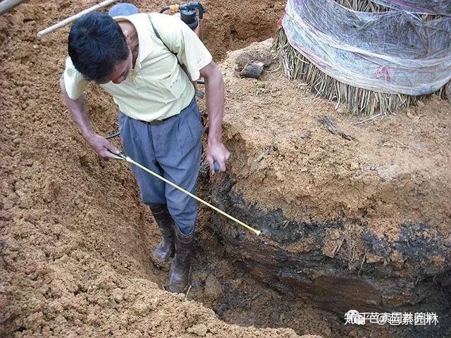 油用树种_油甘树种植技术_油甘树种植方法