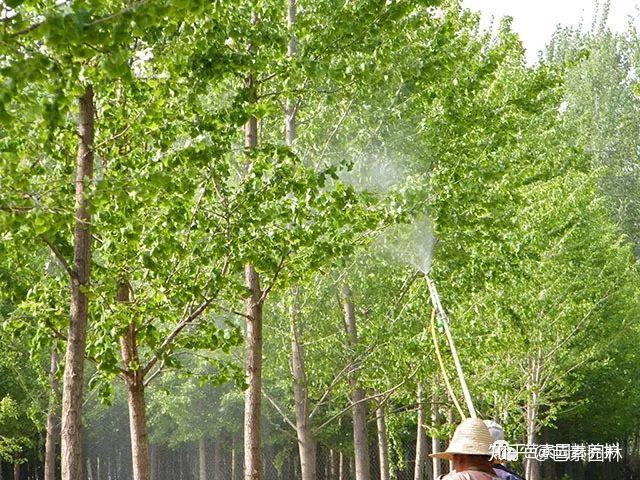 油甘树种植技术_油甘树种植方法_油用树种