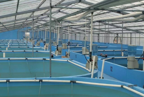 海水网箱养殖技术_海水养殖场使用网箱养殖的方法_海水养殖网箱技术要求