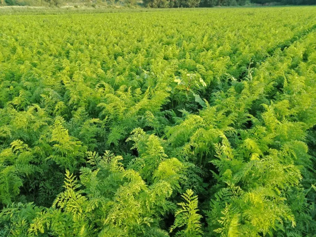 北京胡萝卜种植技术_北方胡萝卜种植_萝卜种值技术