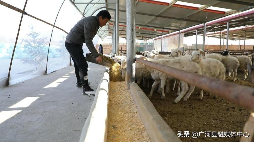 粮改饲项目的社会效益_粮改饲致富经_粮改饲补贴