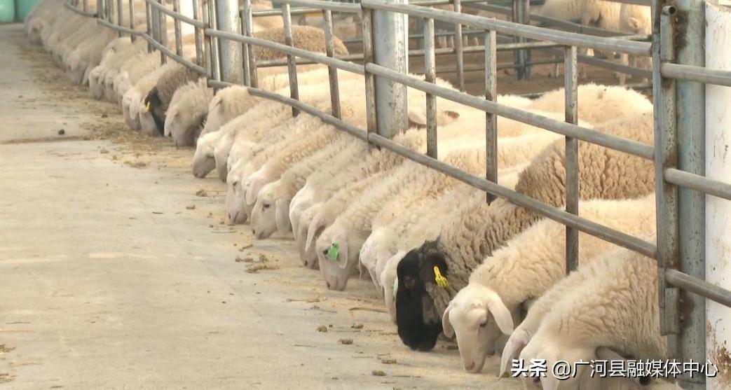 粮改饲项目的社会效益_粮改饲致富经_粮改饲补贴