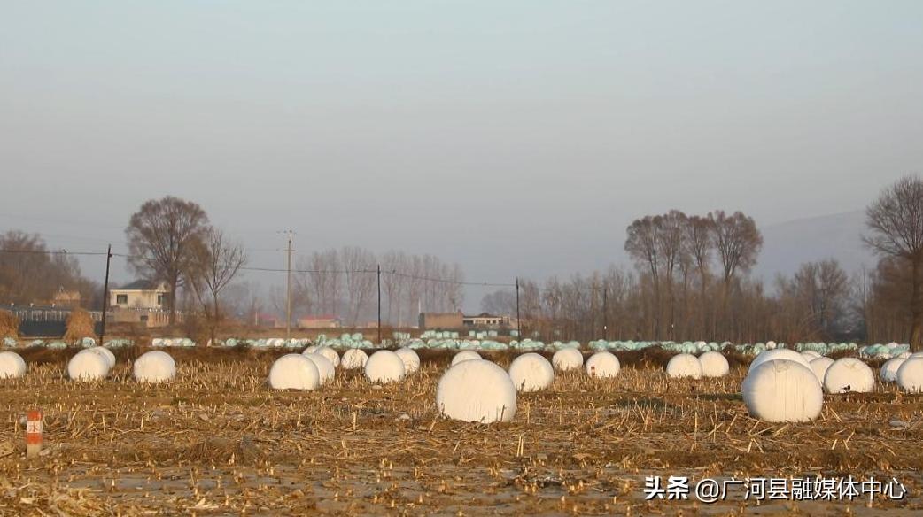 粮改饲项目的社会效益_粮改饲补贴_粮改饲致富经