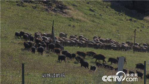 致富经：62岁马大姐骑马溜猪 逗乐来财(20170928)