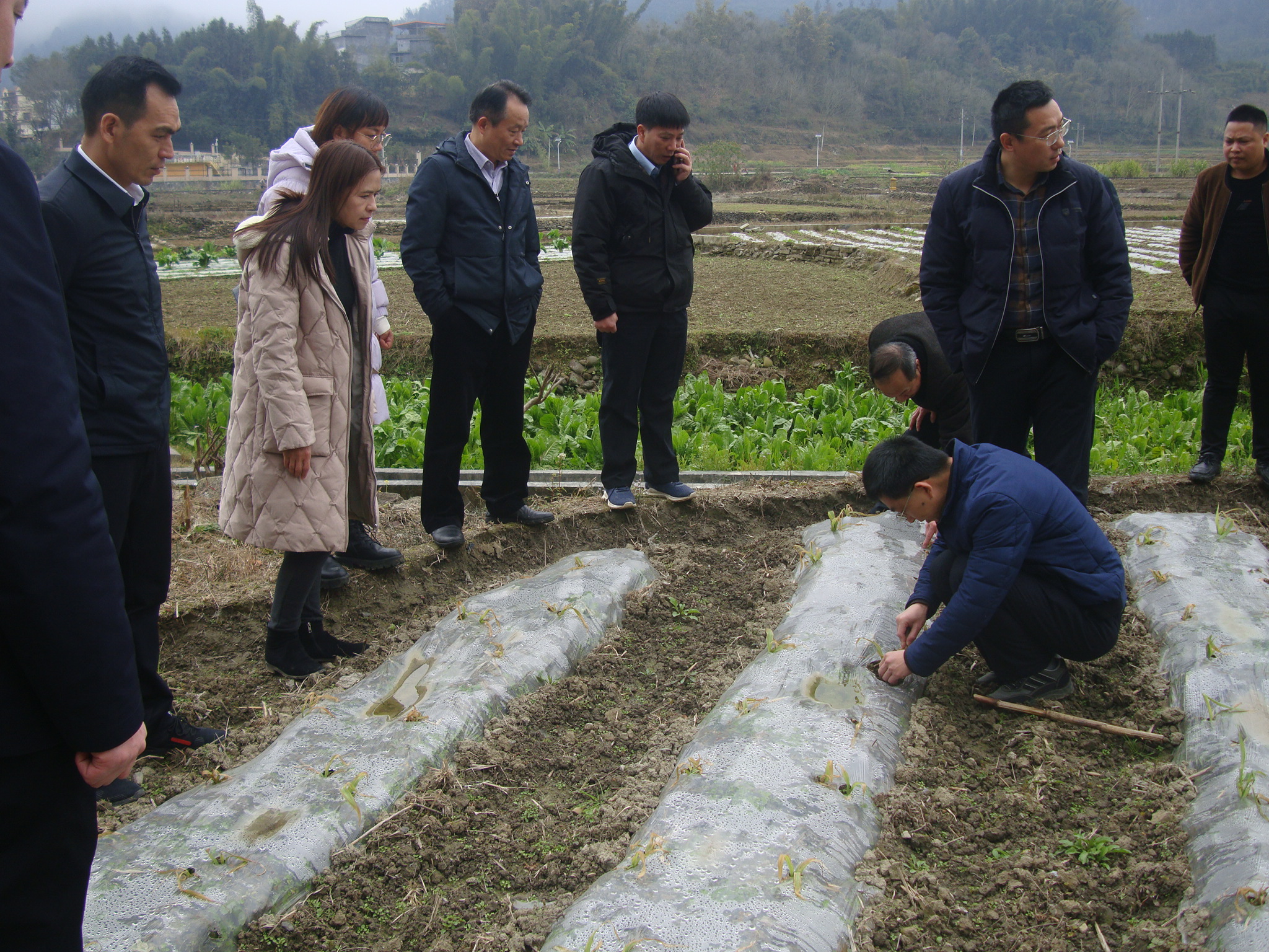 辣椒种植大县广西_广西辣椒种植基地_河池辣椒种植致富