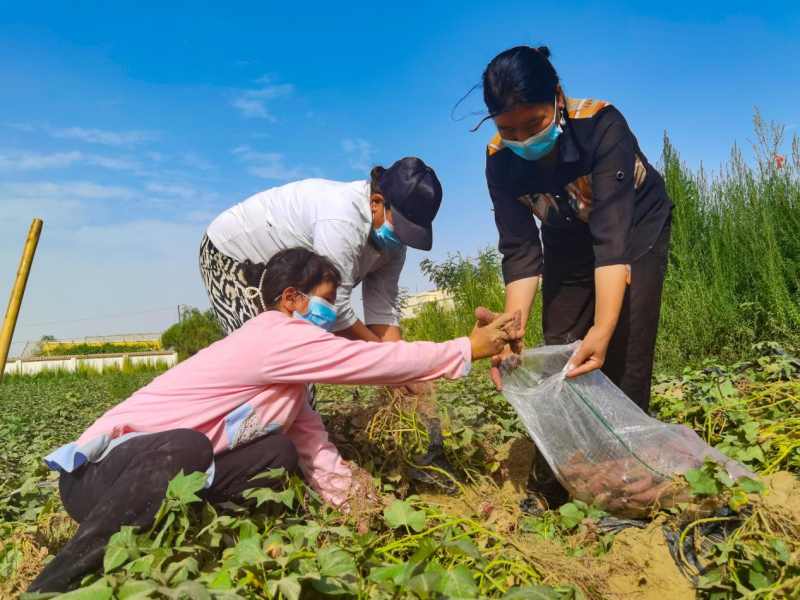 云南农业种植大户补贴政策_大云种植助力农民增收致富_云南农业种植致富项目