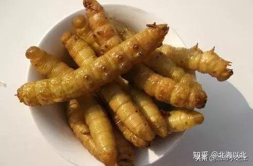 致富经养豆虫养殖视频_豆虫养殖前景_致富经豆虫养殖技术