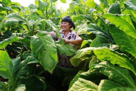 金珠果树苗_金珠果种植致富_致富种植果金珠图片