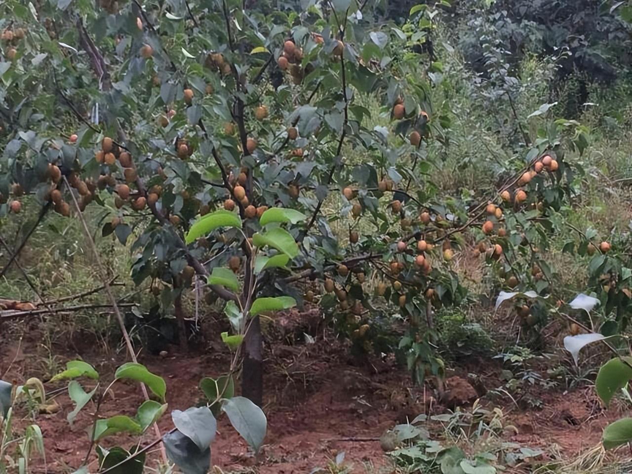 金珠果种植技术_金珠果树苗_金珠果种植致富