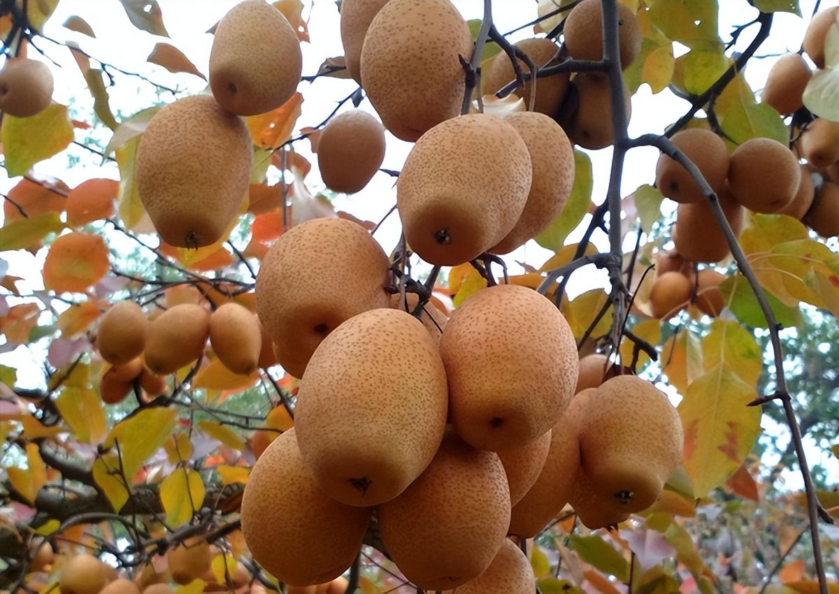 金珠果树苗_金珠果种植技术_金珠果种植致富