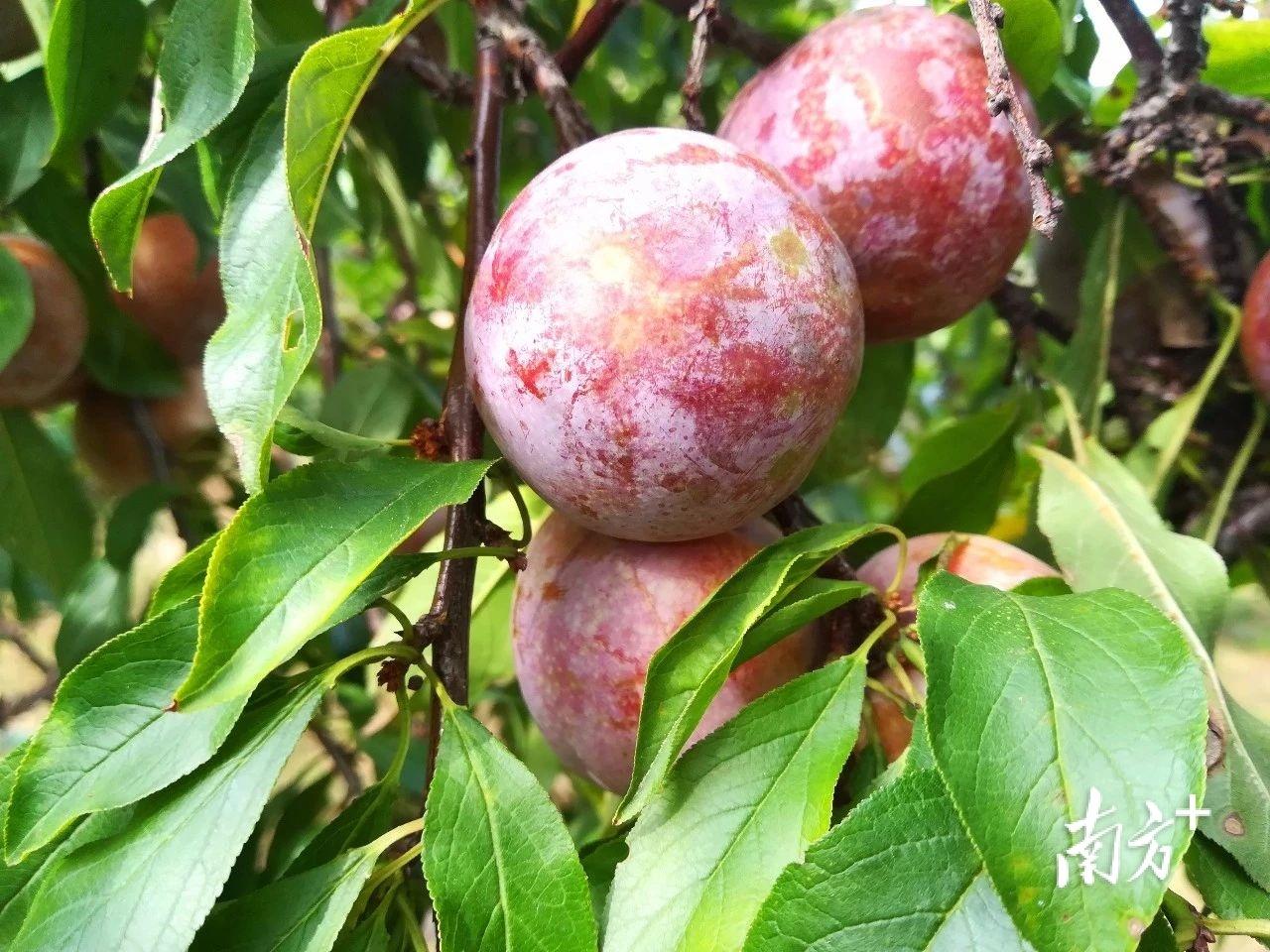 金珠果适合哪些地方种植_致富种植果金珠怎么样_金珠果种植致富