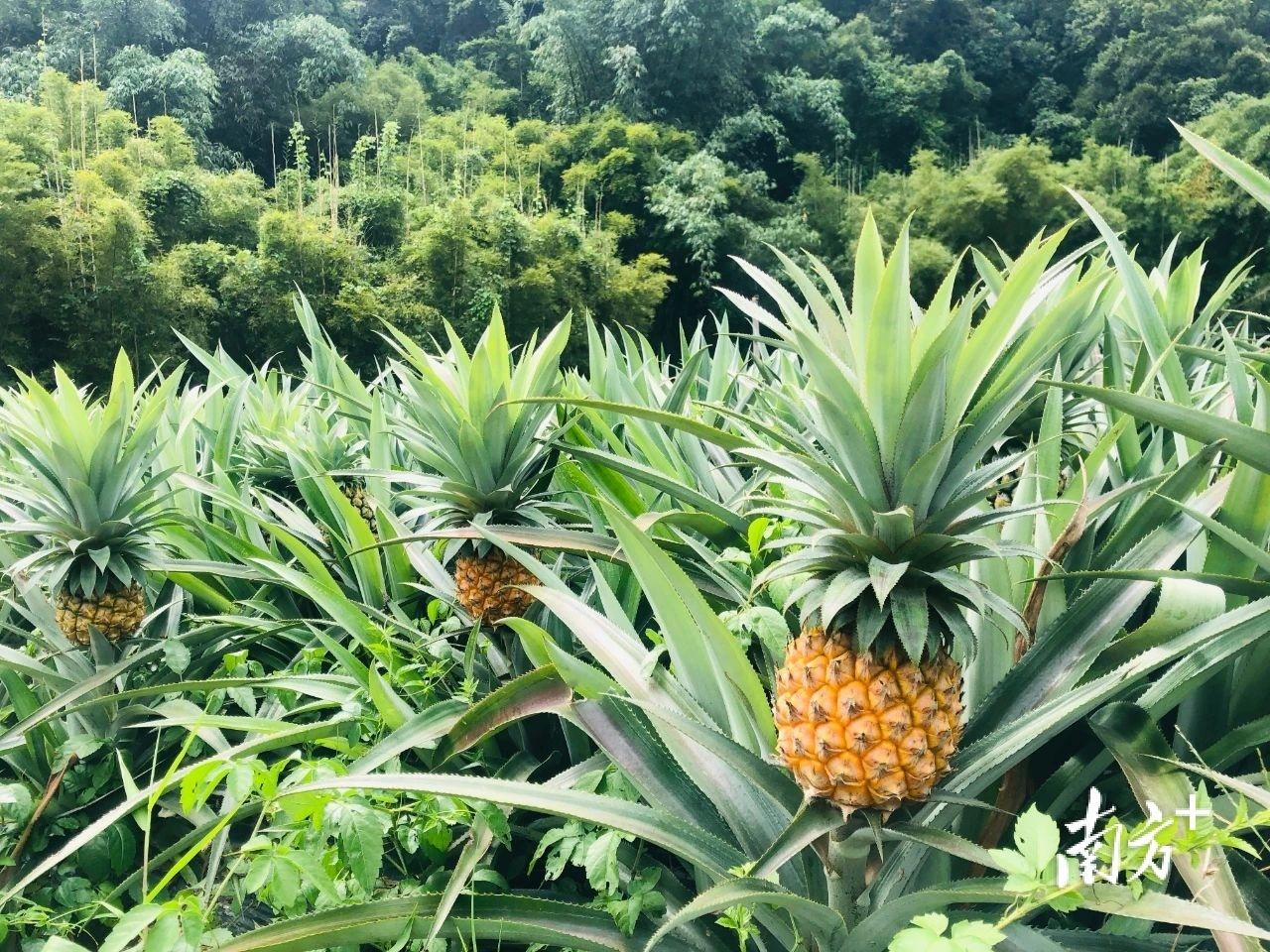 金珠果种植致富_金珠果适合哪些地方种植_致富种植果金珠怎么样