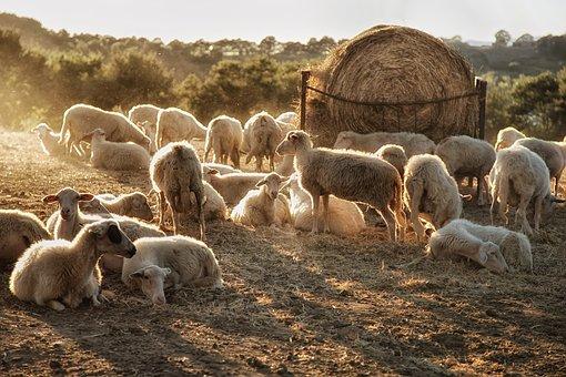 我想养殖肉牛_嘉祥肉牛养殖技术指导_肉牛养殖户