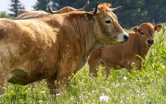 嘉祥肉牛养殖技术指导_我想养殖肉牛_肉牛养殖户