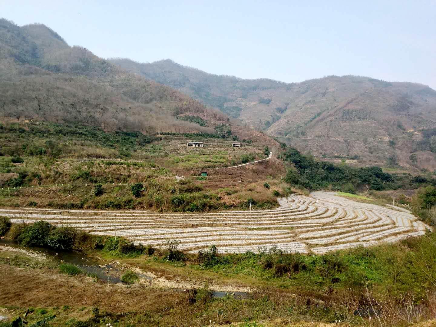 辣椒种植效益_河池辣椒种植致富_广西辣椒种植基地