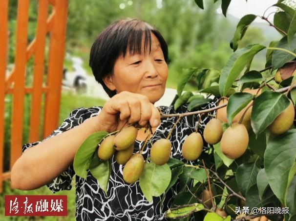 “忙是福气”！自从有了这两宝，洛宁这个大忙人钱袋子变鼓了