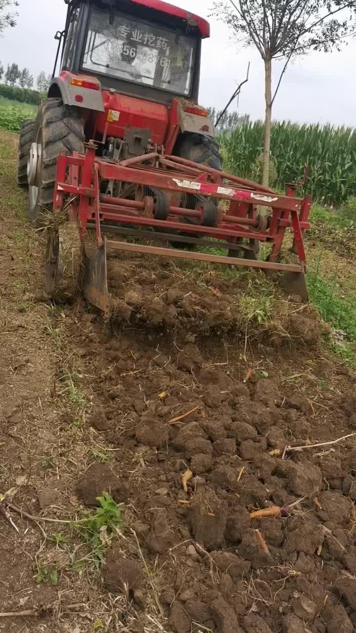 豆虫养殖的投资和效益_致富经豆虫养殖技术_致富经养豆虫养殖视频