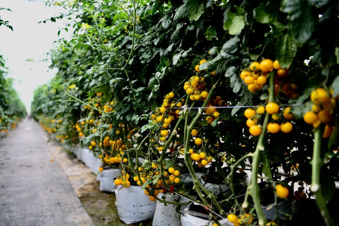 土窑洞种植蘑菇对窑洞的要求_土窑洞种植双孢菇致富经_窑洞蘑菇种植