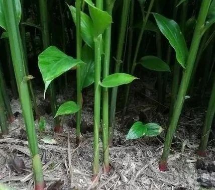 荷花养殖池塘技术要求_池塘荷花养殖技术_荷花养殖池塘技术与管理