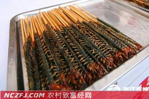 [每日农经]红头蜈蚣养殖前景好,食用、药用价值高