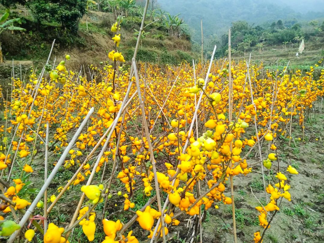 信宜种植什么致富_信宜蔬菜种殖基地_信宜适合种植什么呢