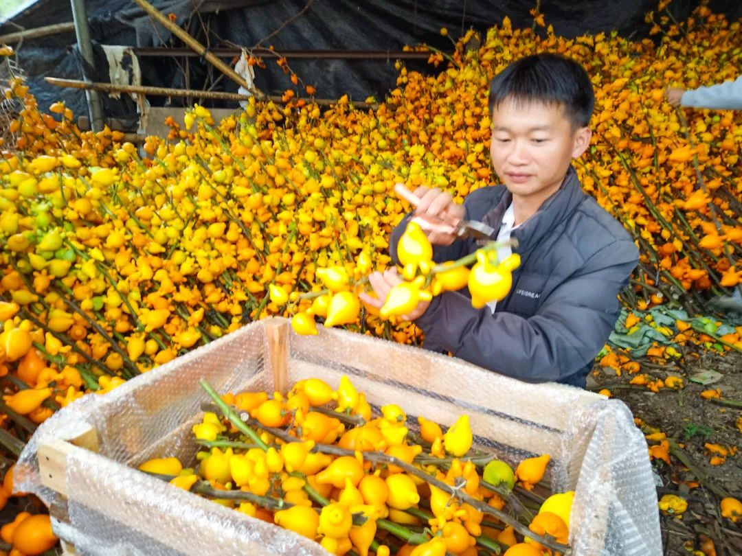 信宜蔬菜种殖基地_信宜种植什么致富_信宜适合种植什么呢