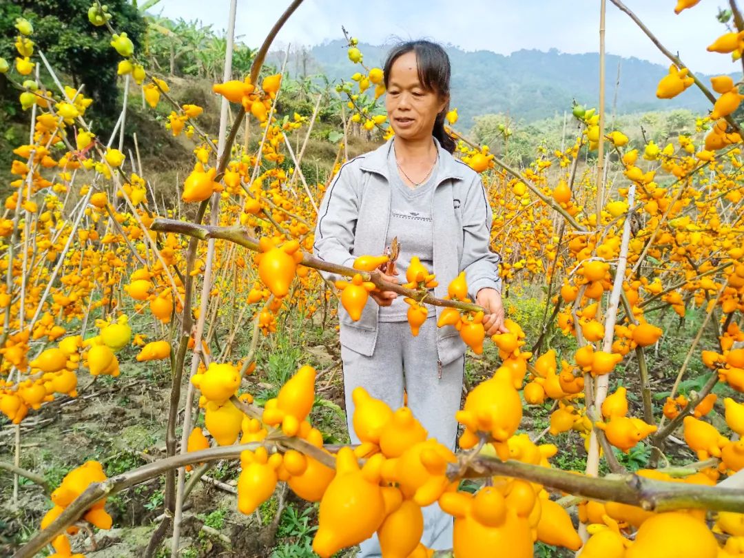 信宜适合种植什么呢_信宜蔬菜种殖基地_信宜种植什么致富