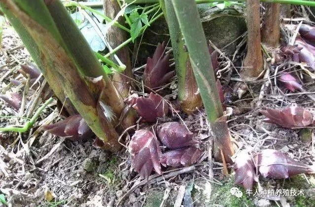 荷花养殖池塘技术视频_荷花养殖池塘技术要求_池塘荷花养殖技术