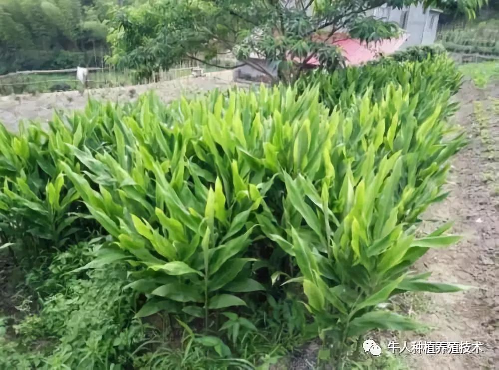 荷花养殖池塘技术要求_荷花养殖池塘技术视频_池塘荷花养殖技术