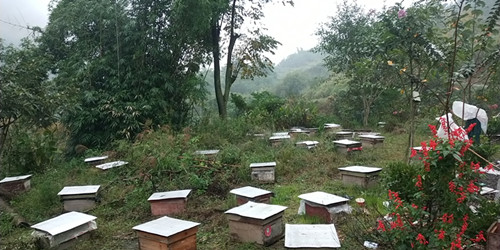 养殖致富植物_致富养殖植物图片_致富养殖植物视频