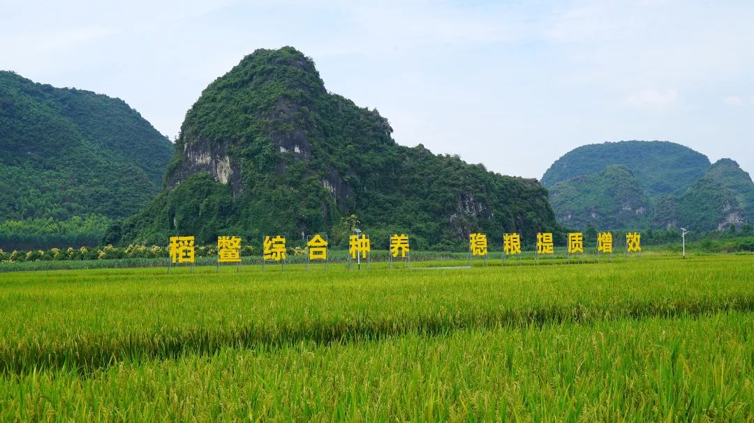 鳄龟养殖致富_致富养殖鳄龟怎么样_致富养殖鳄龟赚钱吗