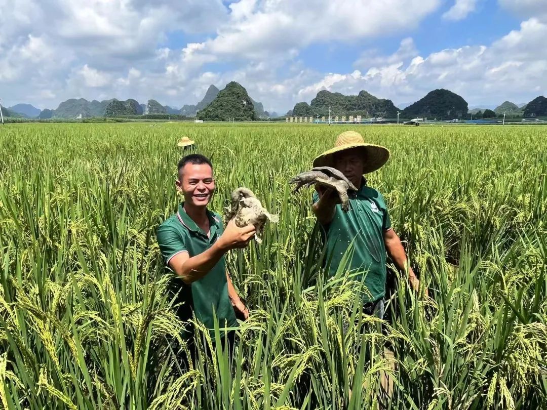 致富养殖鳄龟怎么样_鳄龟养殖致富_致富养殖鳄龟赚钱吗