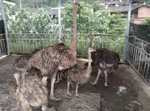 养殖鸵鸟利润怎么样_甘肃鸵鸟养殖加盟_甘肃鸵鸟养殖致富