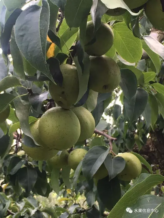 云南种植什么最赚钱_云南种植什么致富_云南种植商机