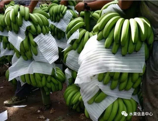 云南种植什么致富_云南种植商机_云南种植什么最赚钱