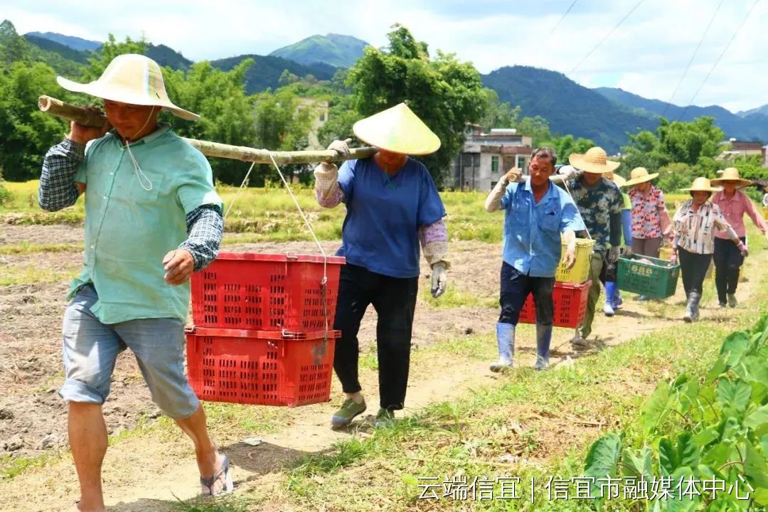 信宜蔬菜种殖基地_信宜种植什么致富_信宜农作物