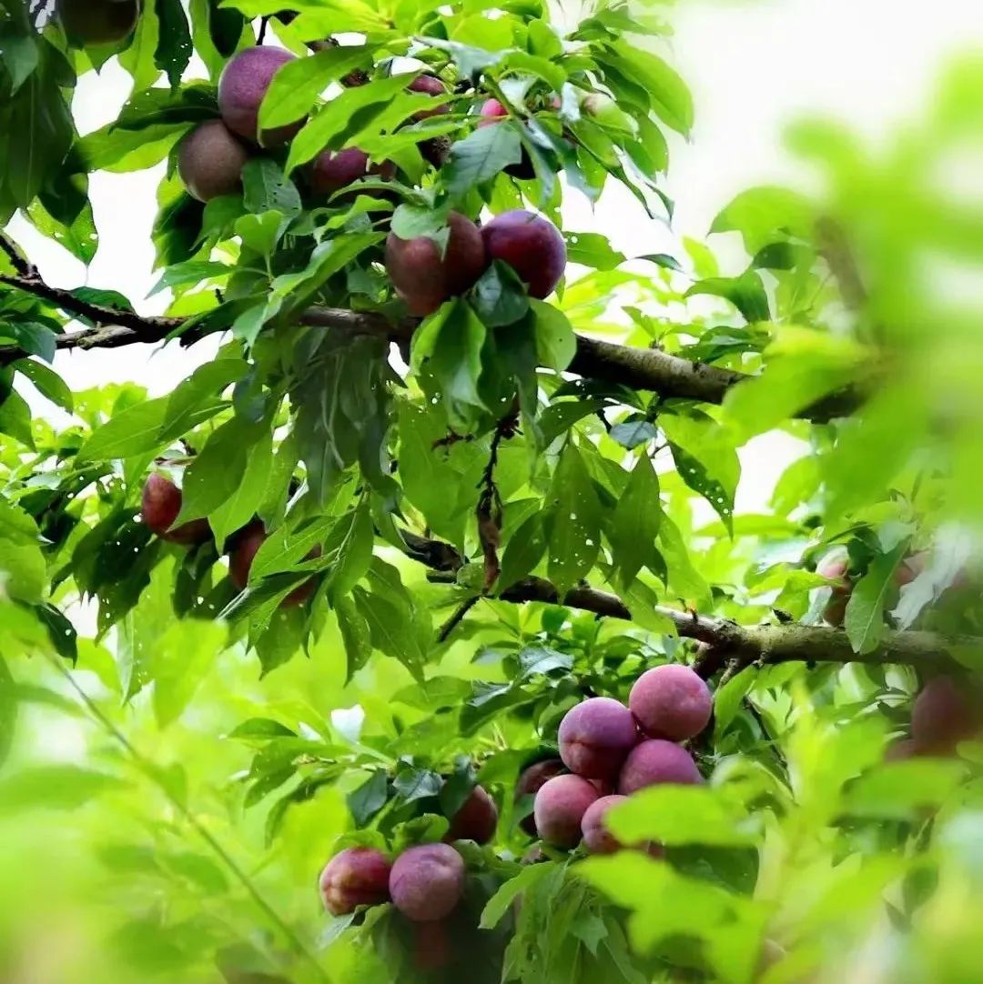 信宜种植什么致富_信宜蔬菜种殖基地_信宜适合种植什么呢