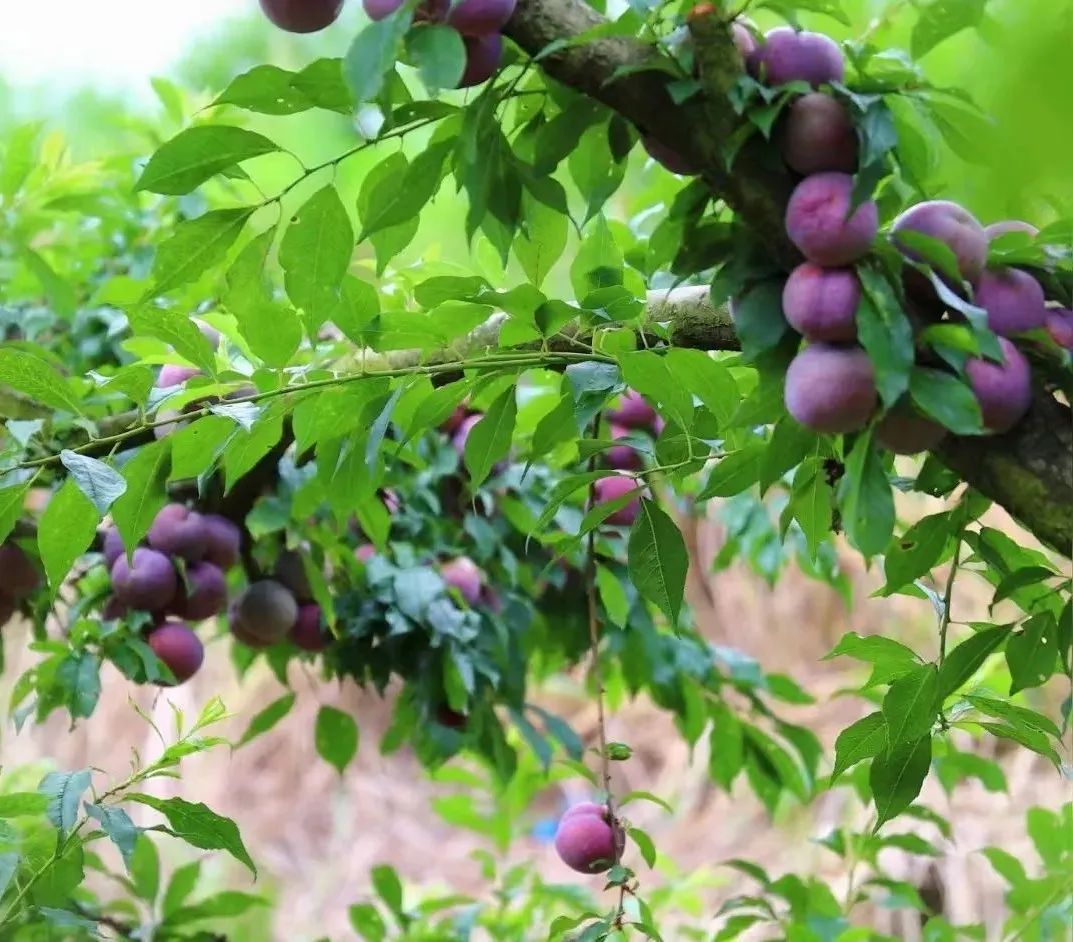 信宜适合种植什么呢_信宜蔬菜种殖基地_信宜种植什么致富