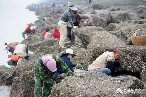 敲海蛎、挖花蚬、钓沙光鱼，海鲜在走上餐桌前都经历了什么